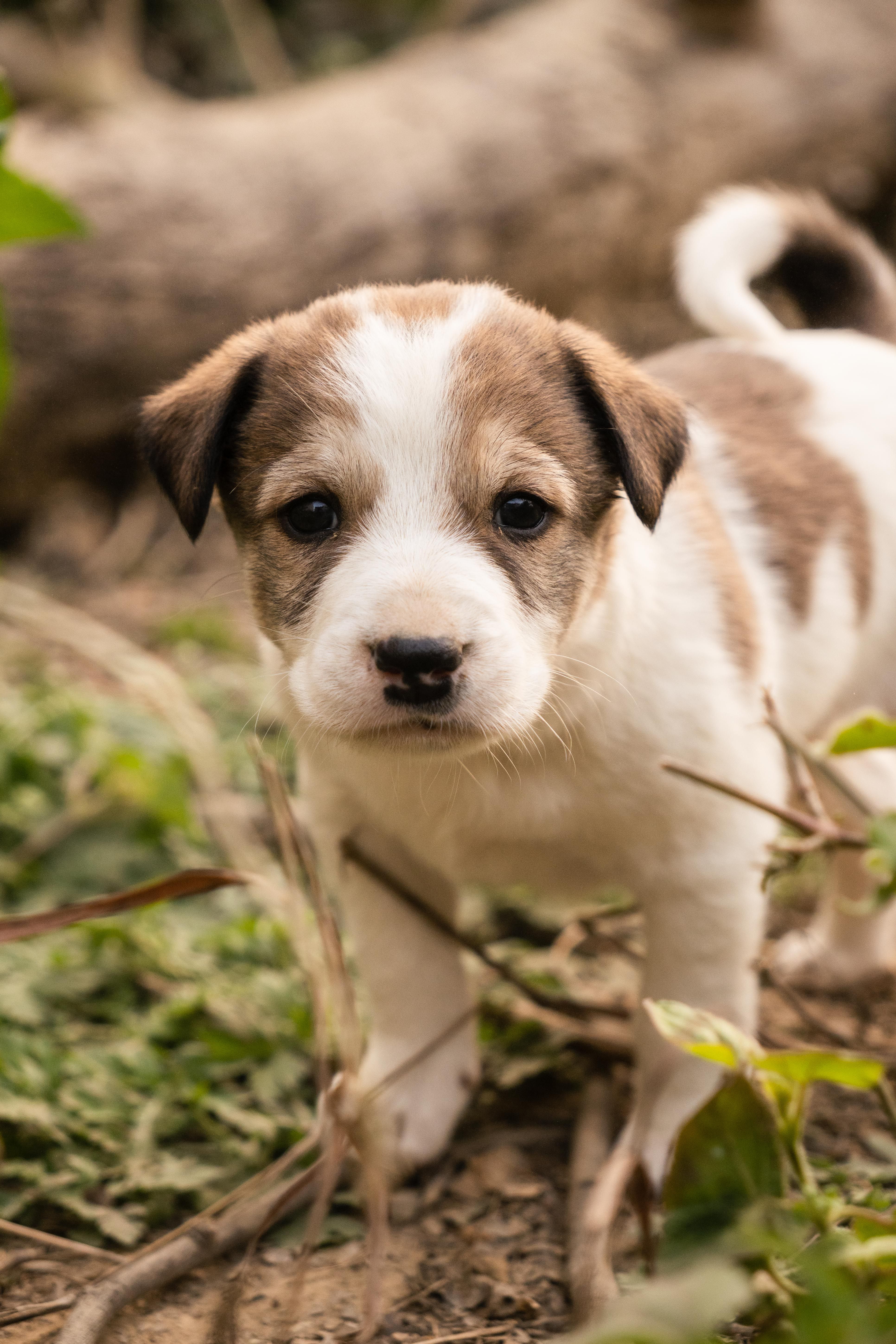 Dog shelters in Singapore